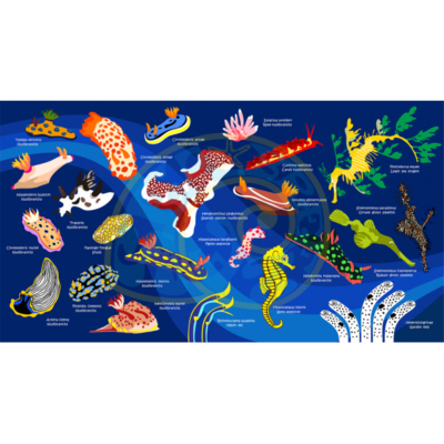 Oceanarium Marine Speices Identification Dry Towel 140 x 80cm