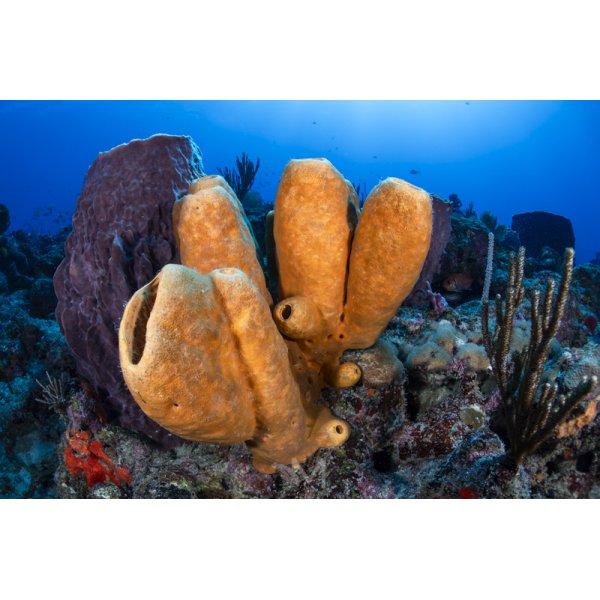 Kraken KS160 Round Flash Tube Strobe