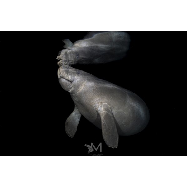 Kraken KS160 Round Flash Tube Strobe