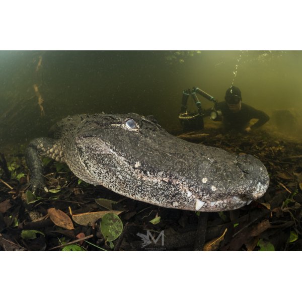 Kraken KS160 Round Flash Tube Strobe