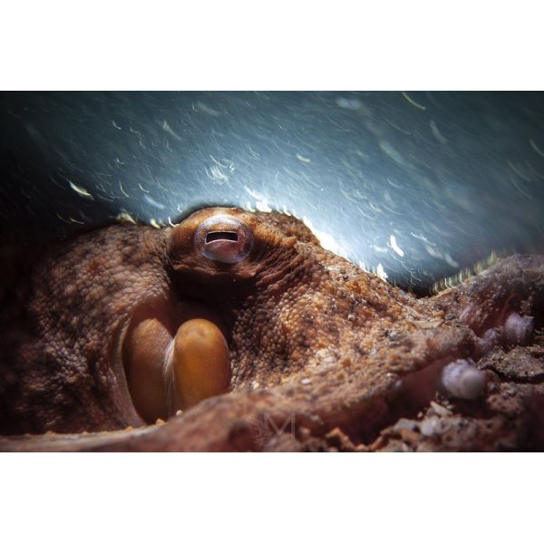 Kraken NR-1800 Dive Light